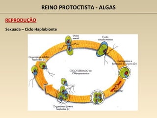 Sexuada – Ciclo Haplobionte
REPRODUÇÃO
REINO PROTOCTISTA - ALGAS
 