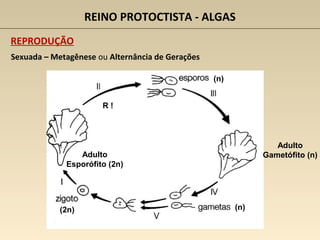Sexuada – Metagênese ou Alternância de Gerações
REPRODUÇÃO
REINO PROTOCTISTA - ALGAS
Adulto
Esporófito (2n)
R !
(n)
Adulto
Gametófito (n)
(n)(2n)
 