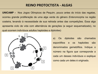 REINO PROTOCTISTA - ALGAS
UNICAMP - Nos Jogos Olímpicos de Pequim, pouco antes do início das regatas,
ocorreu grande proliferação de uma alga verde do gênero Enteromorpha na região
costeira, levando à necessidade de sua retirada antes das competições. Essa alga
apresenta ciclo de vida com alternância de gerações (a seguir esquematizado), no
qual ocorrem indivíduos adultos haploides e diploides)
a) Os diploides são chamados
esporófitos e os haploides são
denominados gametófitos. Indique o
número na figura que corresponde a
cada um desses indivíduos e explique
como cada um deles é originado.
 
