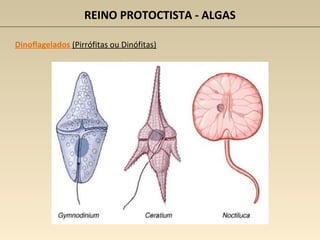 REINO PROTOCTISTA - ALGAS
Dinoflagelados (Pirrófitas ou Dinófitas)
 