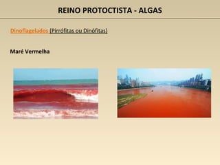 REINO PROTOCTISTA - ALGAS
Dinoflagelados (Pirrófitas ou Dinófitas)
Maré Vermelha
 