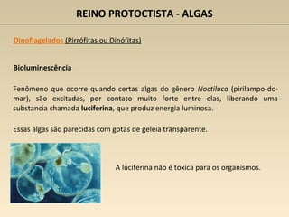 REINO PROTOCTISTA - ALGAS
Dinoflagelados (Pirrófitas ou Dinófitas)
Bioluminescência
Fenômeno que ocorre quando certas algas do gênero Noctiluca (pirilampo-do-
mar), são excitadas, por contato muito forte entre elas, liberando uma
substancia chamada luciferina, que produz energia luminosa.
Essas algas são parecidas com gotas de geleia transparente.
A luciferina não é toxica para os organismos.
 