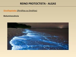 REINO PROTOCTISTA - ALGAS
Dinoflagelados (Pirrófitas ou Dinófitas)
Bioluminescência
 