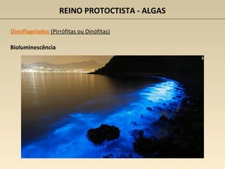 REINO PROTOCTISTA - ALGAS
Dinoflagelados (Pirrófitas ou Dinófitas)
Bioluminescência
 
