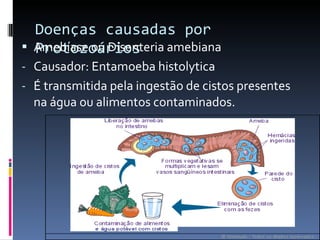 Doenças causadas por Protozoários Amebíase ou Disenteria amebiana Causador: Entamoeba histolytica É transmitida pela ingestão de cistos presentes na água ou alimentos contaminados. 