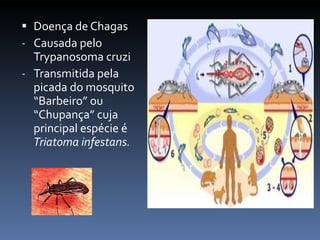 Doença de Chagas Causada pelo Trypanosoma cruzi Transmitida pela picada do mosquito “Barbeiro” ou “Chupança” cuja principal espécie é  Triatoma infestans. 