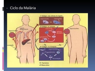 Ciclo da Malária 