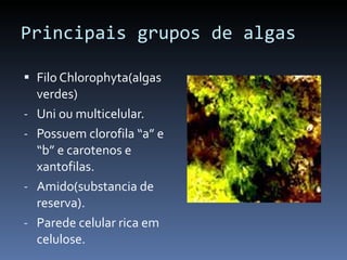 Principais grupos de algas Filo Chlorophyta(algas verdes) Uni ou multicelular. Possuem clorofila “a” e “b” e carotenos e xantofilas. Amido(substancia de reserva). Parede celular rica em celulose.  