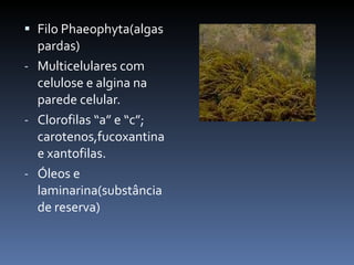 Filo Phaeophyta(algas pardas) Multicelulares com celulose e algina na parede celular. Clorofilas “a” e “c”; carotenos,fucoxantina e xantofilas. Óleos e laminarina(substância de reserva) 