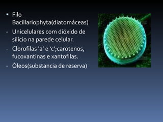 Filo Bacillariophyta(diatomáceas) Unicelulares com dióxido de silício na parede celular. Clorofilas ‘a’ e ‘c’;carotenos, fucoxantinas e xantofilas. Óleos(substancia de reserva) 