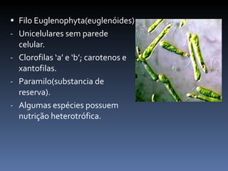 Filo Euglenophyta(euglenóides) Unicelulares sem parede celular. Clorofilas ‘a’ e ‘b’; carotenos e xantofilas. Paramilo(substancia de reserva). Algumas espécies possuem nutrição heterotrófica. 