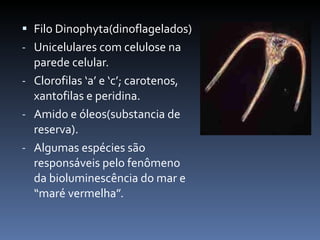 Filo Dinophyta(dinoflagelados) Unicelulares com celulose na parede celular. Clorofilas ‘a’ e ‘c’; carotenos, xantofilas e peridina. Amido e óleos(substancia de reserva). Algumas espécies são responsáveis pelo fenômeno da bioluminescência do mar e “maré vermelha”. 