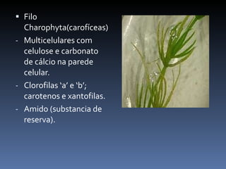 Filo Charophyta(carofíceas) Multicelulares com celulose e carbonato de cálcio na parede celular. Clorofilas ‘a’ e ‘b’; carotenos e xantofilas. Amido (substancia de reserva). 