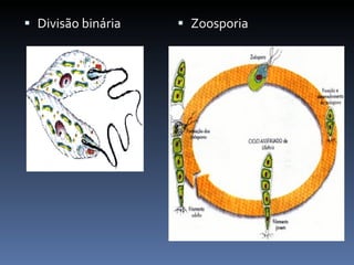 Divisão binária Zoosporia 
