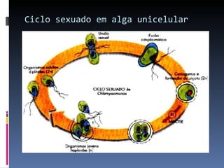 Ciclo sexuado em alga unicelular 