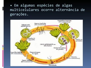 Em algumas espécies de algas multicelulares ocorre alternância de gerações. 