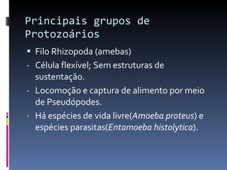 Principais grupos de Protozoários Filo Rhizopoda (amebas) Célula flexível; Sem estruturas de sustentação. Locomoção e captura de alimento por meio de Pseudópodes. Há espécies de vida livre( Amoeba proteus ) e espécies parasitas( Entamoeba histolytica ). 