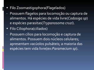 Filo Zoomastigophora(Flagelados) Possuem flagelos para locomoção ou captura de alimentos. Há espécies de vida livre( Codosiga sp ) e espécies parasitas( Trypanosoma cruzi ). Filo Ciliophora(ciliados) Possuem cílios para locomoção e captura de alimentos. Possuem dois núcleos celulares; apresentam vacúolos pulsáteis; a maioria das espécies tem vida livre(ex: Paramecium sp ). 