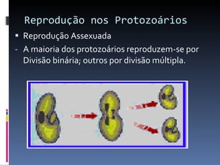 Reprodução nos Protozoários Reprodução Assexuada A maioria dos protozoários reproduzem-se por Divisão binária; outros por divisão múltipla. 