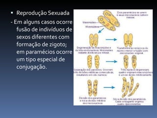 Reprodução Sexuada - Em alguns casos ocorre fusão de indivíduos de sexos diferentes com formação de zigoto; em paramécios ocorre um tipo especial de conjugação.  