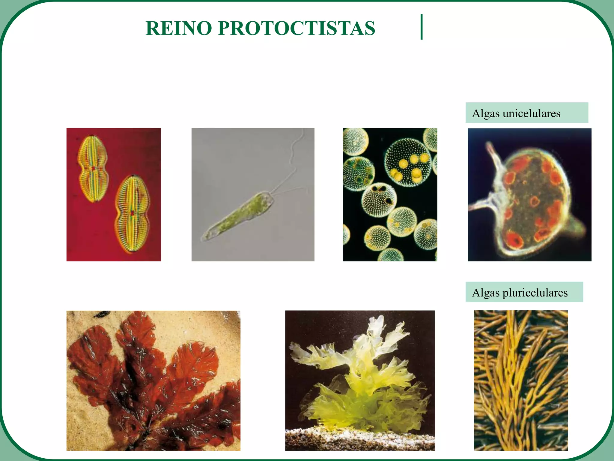 Reino prototista 1 | PPTX