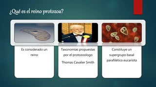 ¿Qué es el reino protozoa?
Es considerado un
reino
Taxonomías propuestas
por el protozoologo
Thomas Cavalier Smith
Constituye un
supergrupo basal
parafilético eucariota
 