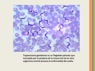 Trypanosoma gambiense es un flagelado párasito que
inoculado por la picadura de la mosca tsé tsé en otro
organismo animal provoca la enfermedad del sueño.
 