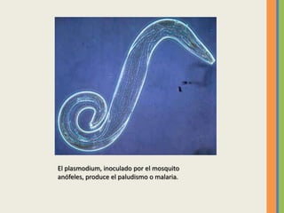 El plasmodium, inoculado por el mosquito
anófeles, produce el paludismo o malaria.
 
