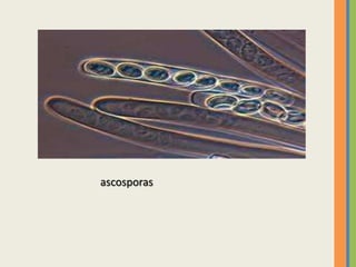 ascosporas
 