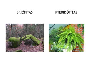BRIÓFITAS   PTERIDÓFITAS
 