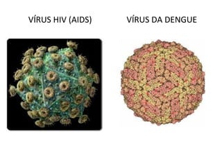 VÍRUS HIV (AIDS)   VÍRUS DA DENGUE
 