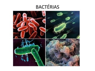 BACTÉRIAS
 