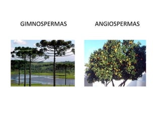 GIMNOSPERMAS   ANGIOSPERMAS
 