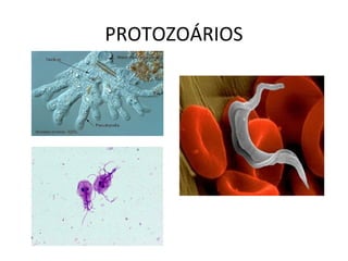 PROTOZOÁRIOS
 