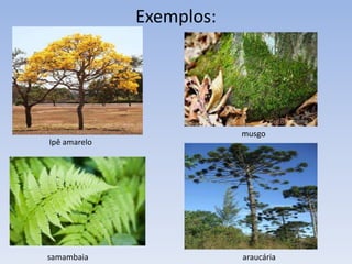Leishmaniose
 