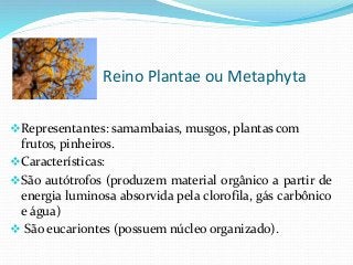 Reino Plantae ou Metaphyta
Representantes: samambaias, musgos, plantas com
frutos, pinheiros.
Características:
São autótrofos (produzem material orgânico a partir de
energia luminosa absorvida pela clorofila, gás carbônico
e água)
 São eucariontes (possuem núcleo organizado).
 