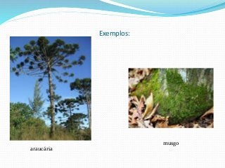 Exemplos:
musgo
araucária
 