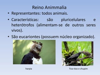 Reino Animmalia
 Representantes: todos animais.
 Características: são pluricelulares e heterótrofos
(alimentam-se de outros seres vivos).
 São eucariontes (possuem núcleo organizado).
Bicho folha Ariranha
 