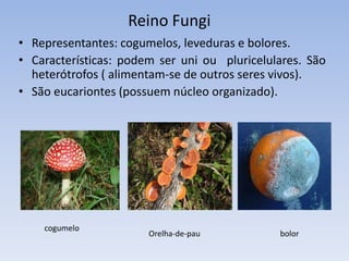 Importância
Algumas espécies animais são vetores de doenças,
como o caso do barbeiro.
 O inseto cochonilha carmim (Dactylopius coccus) é utilizado como
corante na produção de alguns tipos de alimentos.
 
