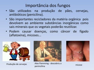 Reino Fungi
 Representantes: cogumelos, leveduras e bolores.
 Características: podem ser uni ou pluricelulares. São
heterótrofos ( alimentam-se de outros seres vivos).
 São eucariontes (possuem núcleo organizado).
cogumelo Orelha-de-pau bolor
 
