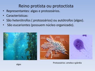 Importância dos fungos
São utilizados na produção de pães, cervejas,
antibióticos (penicilina).
São importantes recicladores da matéria orgânica pois
devolvem ao ambiente substâncias inorgânicas como
sais minerais que os vegetais poderão reutilizar.
Podem causar doenças, como câncer de fígado
(aflatoxina), micoses...
micoseProdução de cervejas
Alex Flemming -
descobriu a penincilina
 