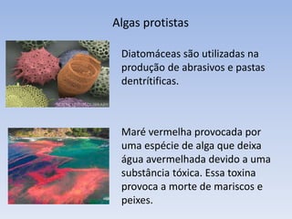 Importância das Algas
Das algas pardas se extrai o alginato, substância
utilizada na fabricação de sorvetes, cosméticos e moldes
de odontologia.
Sorvetes e shampoos
 