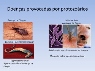 Diatomáceas são utilizadas na
produção de abrasivos e pastas
dentrítificas.
Maré vermelha provocada por
uma espécie de alga que deixa
água avermelhada devido a uma
substância tóxica. Essa toxina
provoca a morte de mariscos e
peixes.
Algas protistas
 