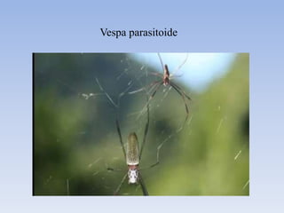 Exemplos de animais
Esponja – filo porífero
anêmona– filo cnidário
 