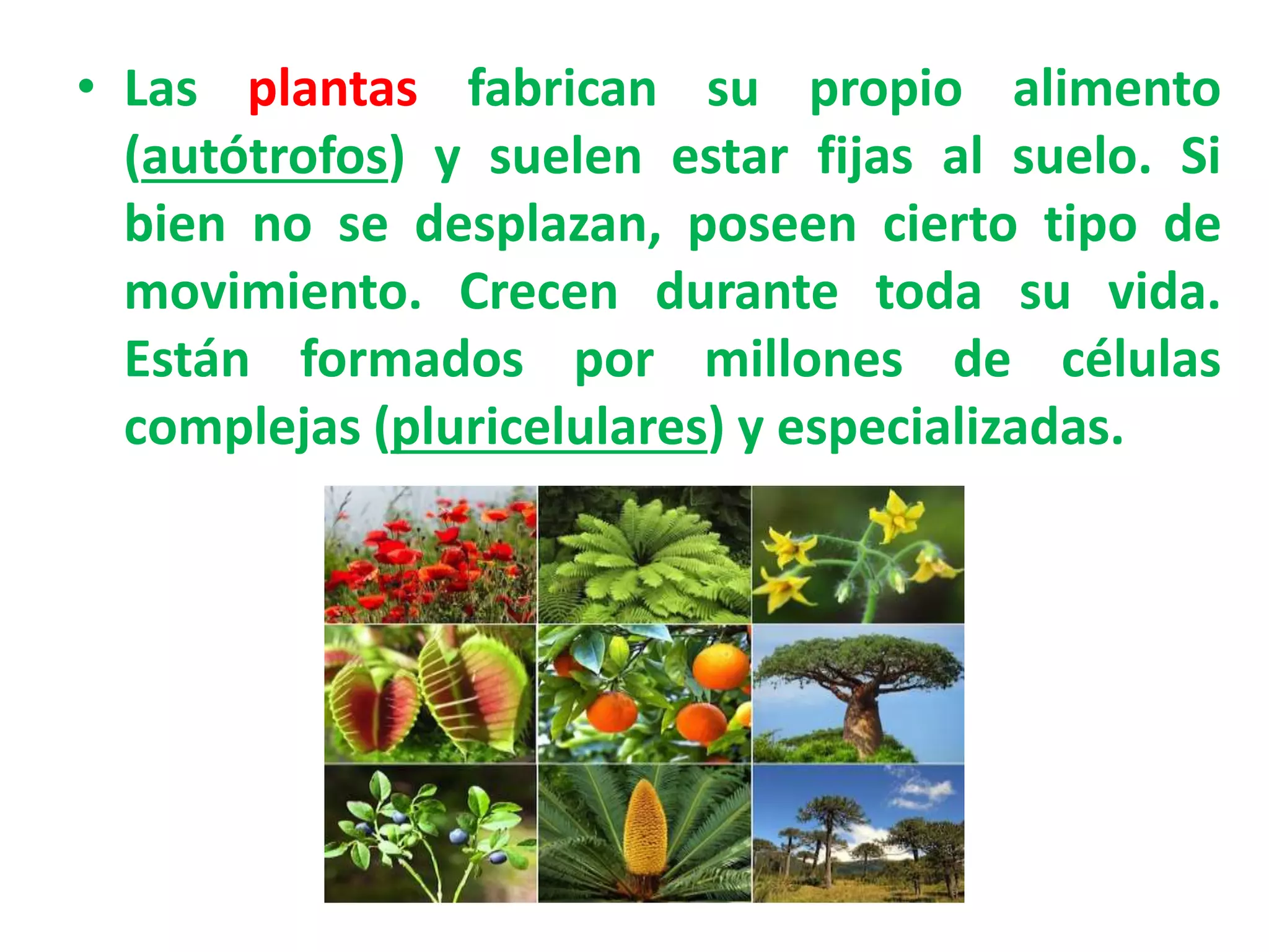 Reinos (Grupos de Organismos) | PPTX