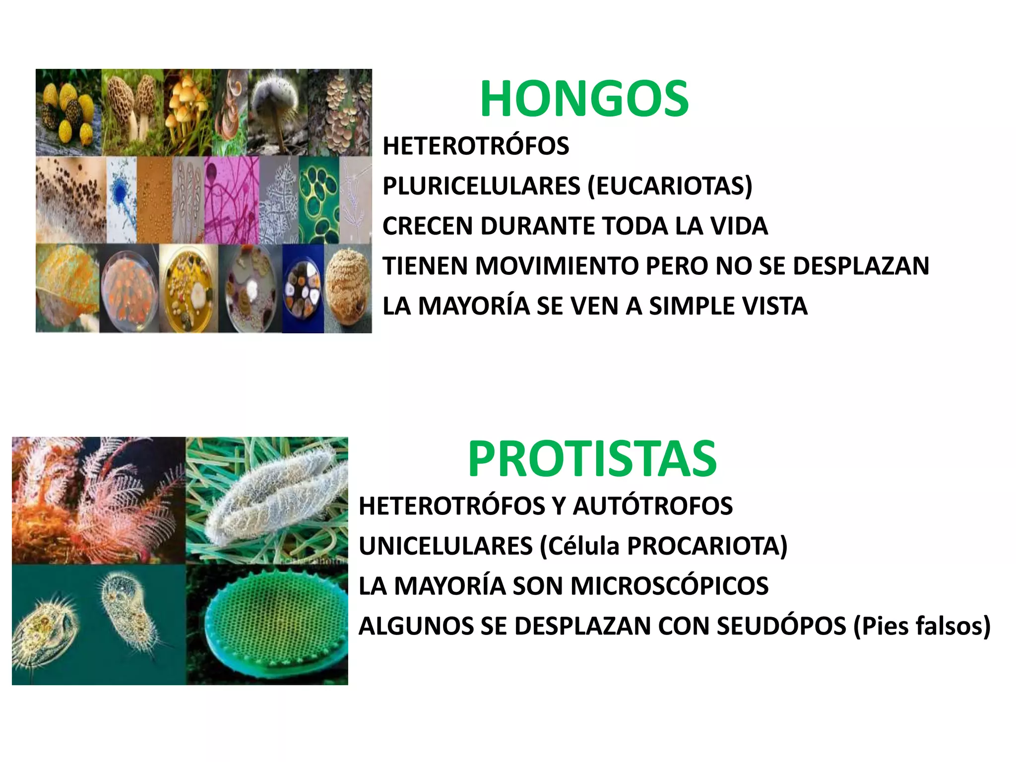 Reinos (Grupos de Organismos) | PPTX