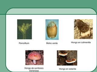 Penicillium              Moho verde              Hongo en colmenilla




     Hongo de sombrero                Hongo en estante
         Venenoso
 