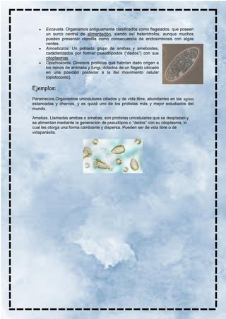 • Excavata. Organismos antiguamente clasificados como flagelados, que poseen
un surco central de alimentación, siendo así heterótrofos, aunque muchos
pueden presentar clorofila como consecuencia de endosimbiosis con algas
verdes.
• Amoebozoa. Un poblado grupo de amibas y ameboides,
caracterizados por formar pseudópodos (“dedos”) con sus
citoplasmas.
• Opisthokonta. Diversos protistas que habrían dado origen a
los reinos de animalia y fungi, dotados de un flagelo ubicado
en una posición posterior a la del movimiento celular
(opistoconto).
Ejemplos:
Paramecios.Organismos unicelulares ciliados y de vida libre, abundantes en las aguas
estancadas y charcos, y es quizá uno de los protistas más y mejor estudiados del
mundo.
Amebas. Llamadas amibas o amebas, son protistas unicelulares que se desplazan y
se alimentan mediante la generación de pseudópos o “dedos” con su citoplasma, lo
cual les otorga una forma cambiante y dispersa. Pueden ser de vida libre o de
vidaparásita.
 