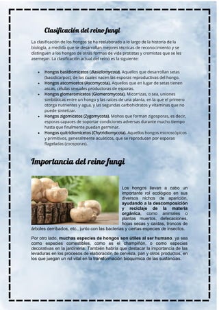La clasificación de los hongos se ha reelaborado a lo largo de la historia de la
biología, a medida que se desarrollan mejores técnicas de reconocimiento y se
distinguen a los hongos de otras formas de vida protistas y cromistas que se les
asemejan. La clasificación actual del reino es la siguiente:
• Hongos basidiomicetos (Basidiomycota). Aquellos que desarrollan setas
(basidicarpos), de las cuales nacen las esporas reproductivas del hongo.
• Hongos ascomicetos (Ascomycota). Aquellos que en lugar de setas tienen
ascas, células sexuales productoras de esporas.
• Hongos glomeromicetos (Glomeromycota). Micorrizas, o sea, uniones
simbióticas entre un hongo y las raíces de una planta, en la que el primero
otorga nutrientes y agua, y las segundas carbohidratos y vitaminas que no
puede sintetizar.
• Hongos zigomicetos (Zygomycota). Mohos que forman zigosporas, es decir,
esporas capaces de soportar condiciones adversas durante mucho tiempo
hasta que finalmente puedan germinar.
• Hongos quitridiomicetos (Chytridiomycota). Aquellos hongos microscópicos
y primitivos, generalmente acuáticos, que se reproducen por esporas
flageladas (zoosporas).
Los hongos llevan a cabo un
importante rol ecológico en sus
diversos nichos de aparición,
ayudando a la descomposición
y reciclaje de la materia
orgánica, como animales o
plantas muertos, defecaciones,
hojas secas y caídas, troncos de
árboles derribados, etc., junto con las bacterias y ciertas especies de insectos.
Por otro lado, muchas especies de hongos son útiles al ser humano, ya sea
como especies comestibles, como es el champiñón, o como especies
decorativas en la jardinería. También habría que destacar la importancia de las
levaduras en los procesos de elaboración de cerveza, pan y otros productos, en
los que juegan un rol vital en la transformación bioquímica de las sustancias.
 