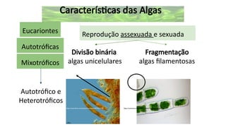 Reinos-Monera-protista características gerais | PPTX